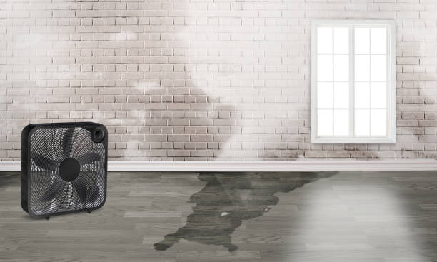 Best Mold removal after water damage  in Wadsworth, IL