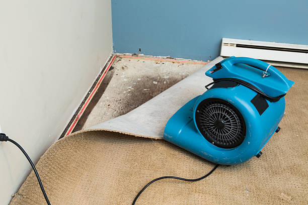 Best Basement water damage restoration  in Wadsworth, IL